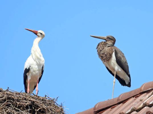 Bild von Ruth Locher 