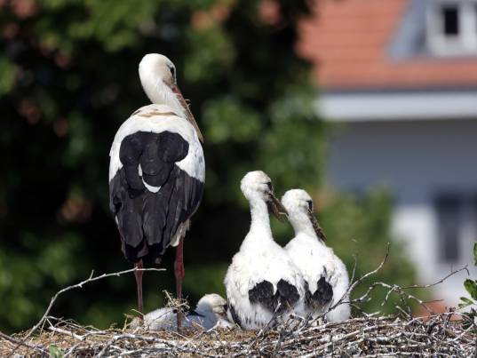 Bild von Ruth Locher 