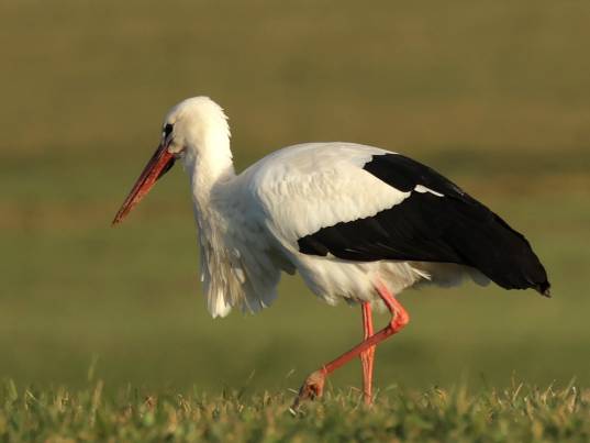 Bild von Ruth Locher 