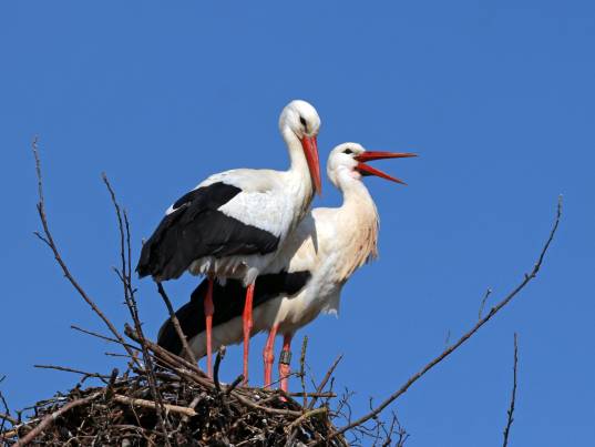 Bild von Ruth Locher 