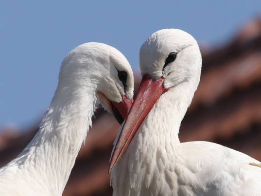 Bild von Ruth Locher 