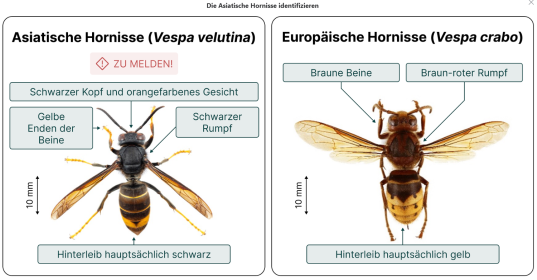Asiatische Hornisse identifizieren